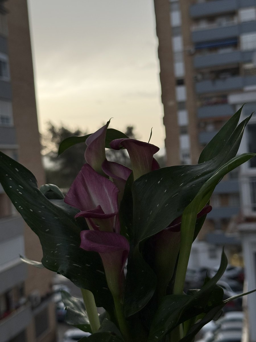 GenesisPeech's tweet photo. Dark spring 🥀🪐🌧️🖤 https://t.co/mF6NtpTxcQ