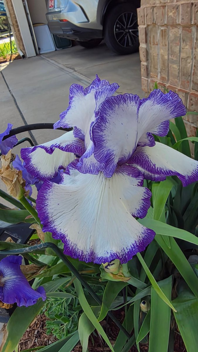 Sherry B tweet media