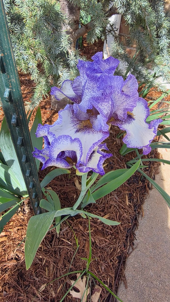 Sherry B tweet media