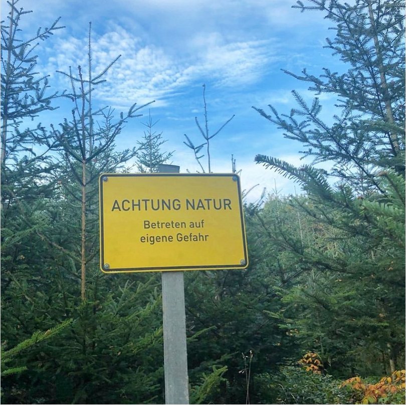 earlybird tweet media