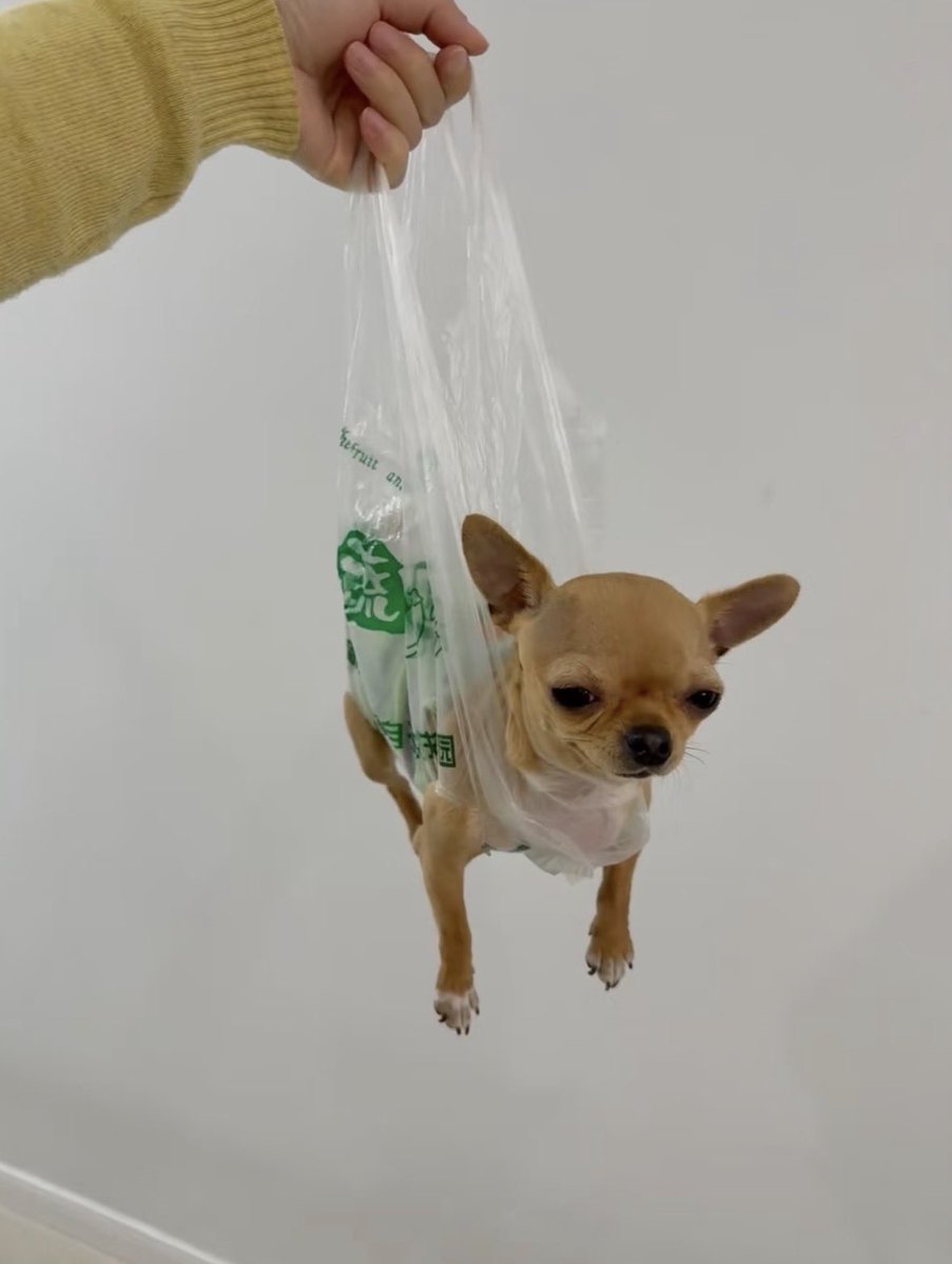 💖 (@twaniimals) on Twitter photo 