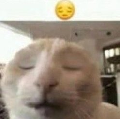 debumemori's tweet photo. Puji  carrd  baru  aku  dong,  yang.  @revceuse https://t.co/H1j4lZbQhx