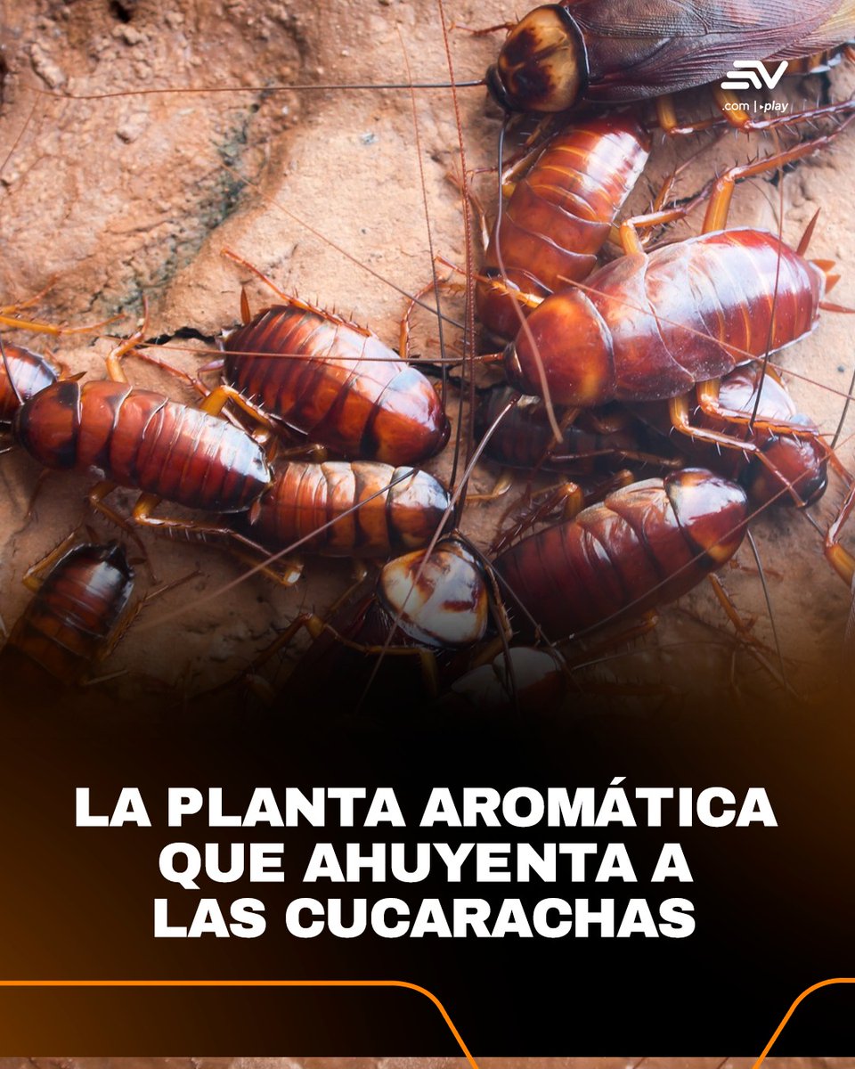 ecuavisa's tweet photo. 📌 #LoMásLeído | 🪴 Esta es la planta que actúa como #repelente para ahuyentar #insectos 🔗 https://t.co/D6t708iVlV https://t.co/SiM41GAoSN