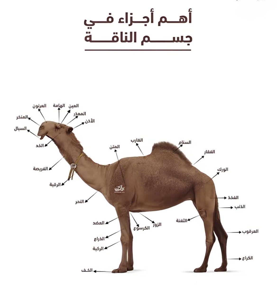 vip خاص نوادرالابل tweet media