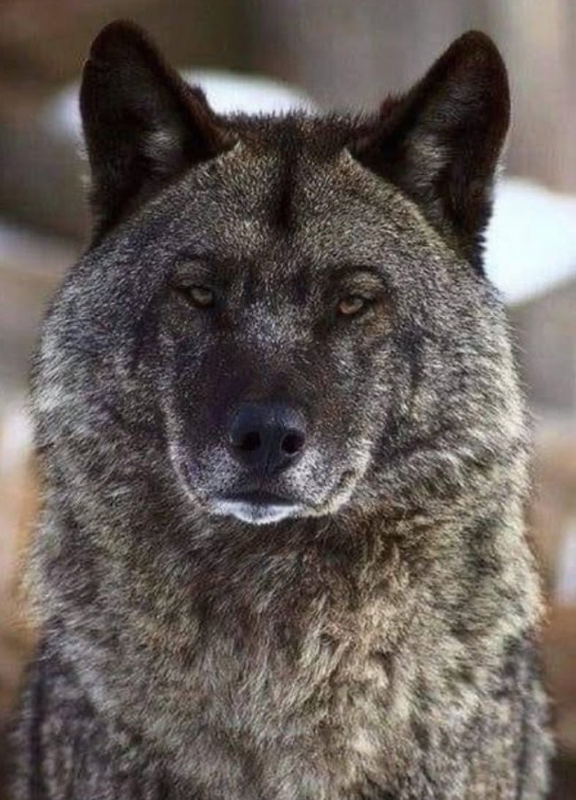 Tweets of Dogs tweet media