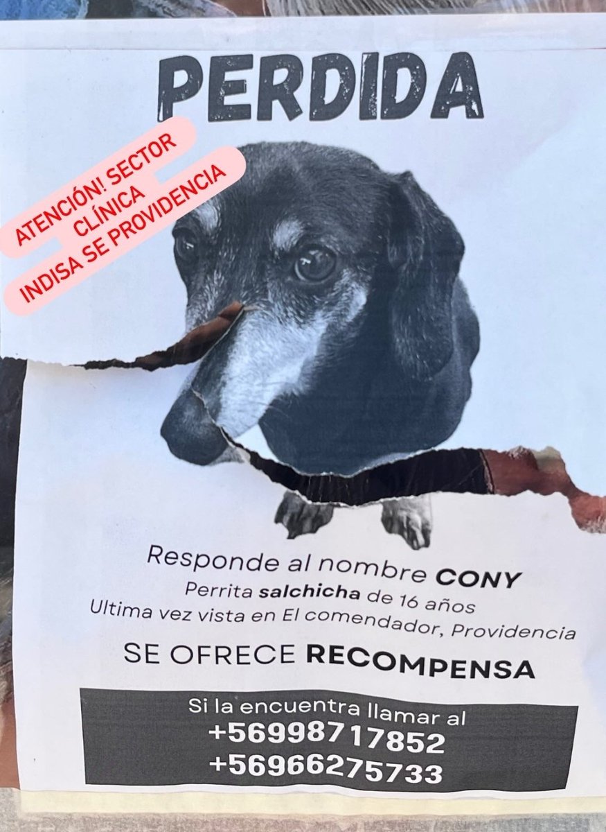 PerrosSalchichas.cl tweet media