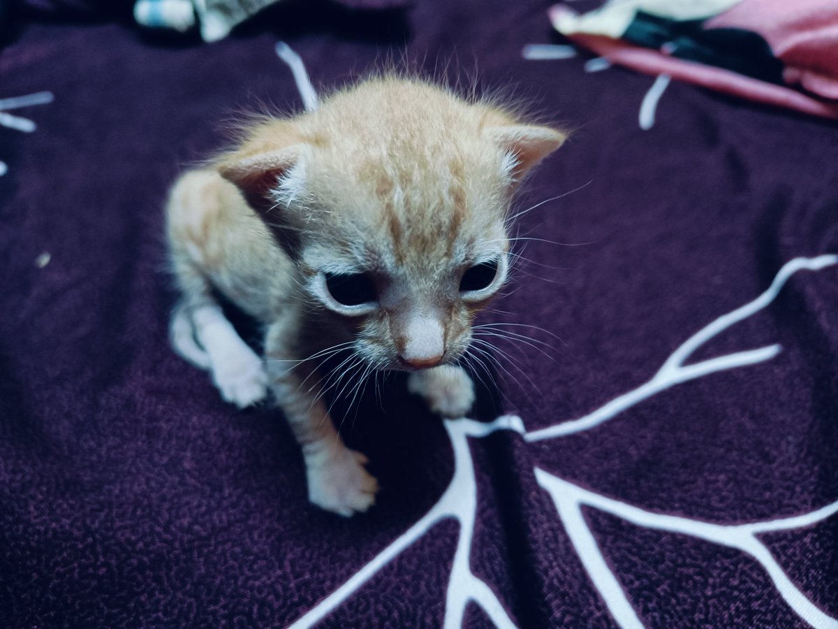 Ankit Lugun tweet media