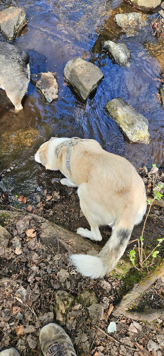 ktulu_r's tweet image. Picie z potoku. #Stanley #Buddy