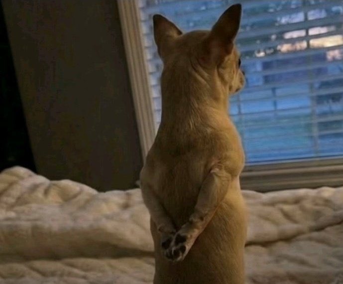 𝔎𝔦𝔫𝔤 𝔍𝔬𝔦𝔤𝔞𝔫 𝔱𝔥𝔢 𝟙ˢᵗ tweet media