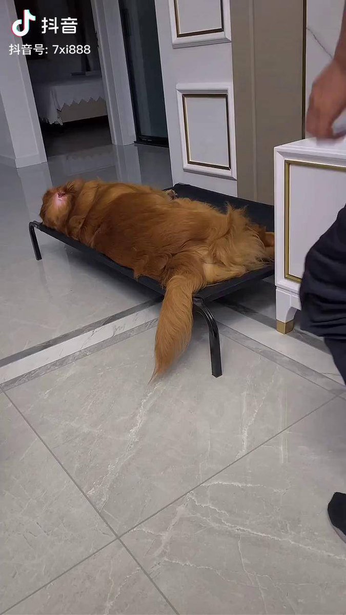 turbo57rt's tweet image. "No bad days when there’s a wagging tail waiting.  #PetLove #PawParade"