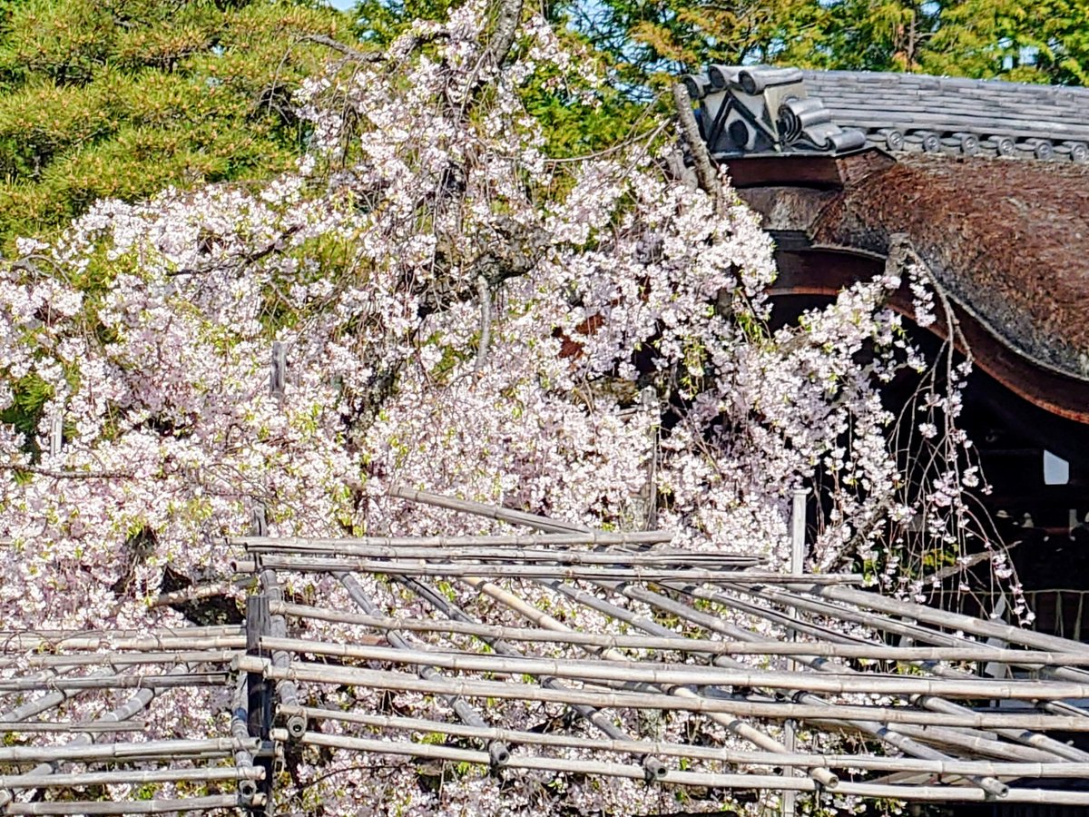 まるぶら tweet media