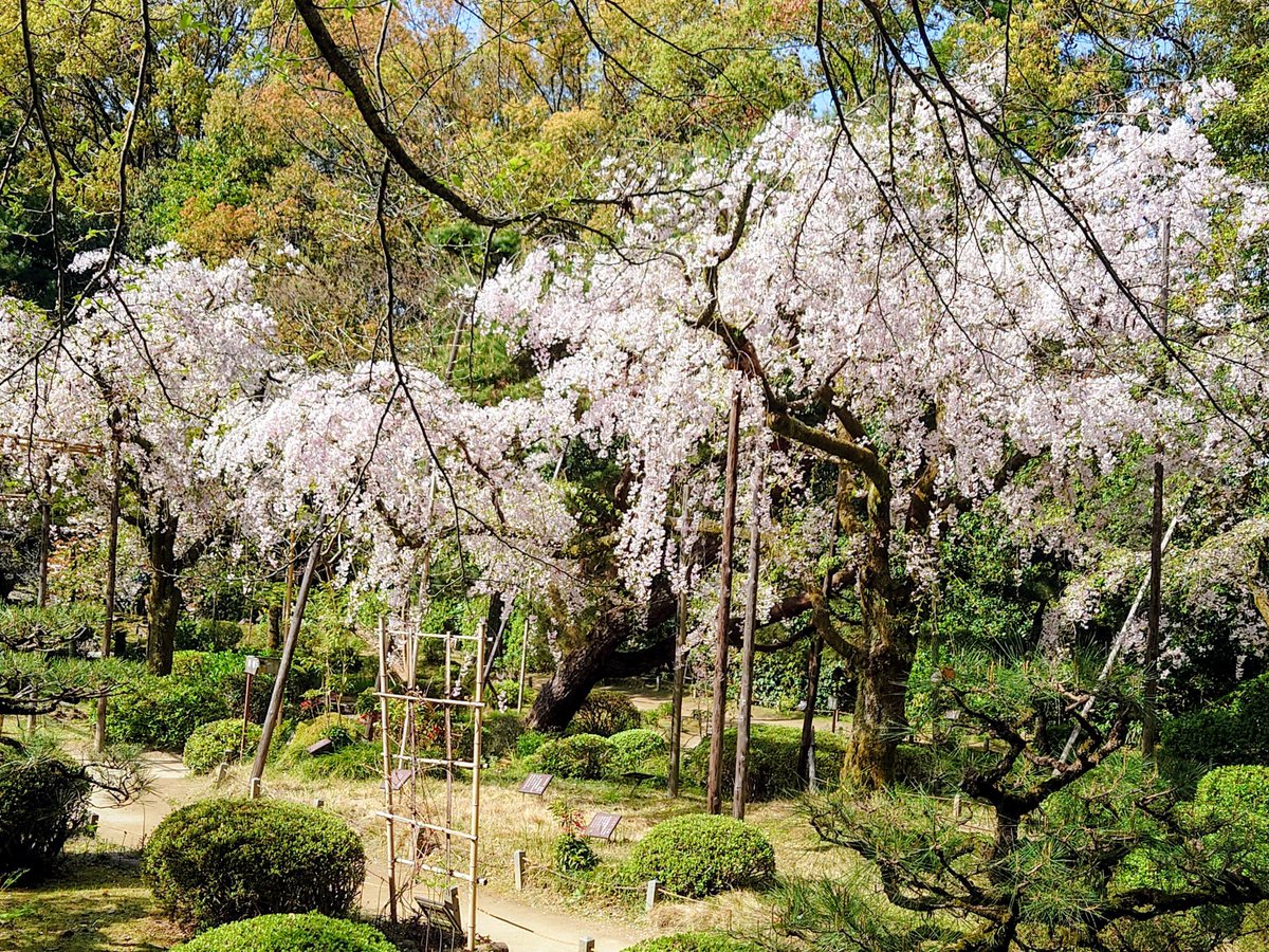 まるぶら tweet media