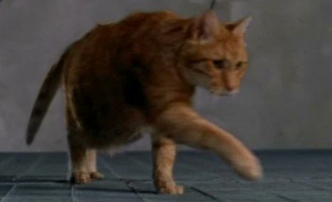 mp_marinamarket's tweet photo. #PetDay
#WeWantStargate
#StargateIsBack
#NewStargate https://t.co/By8S6GlRGq