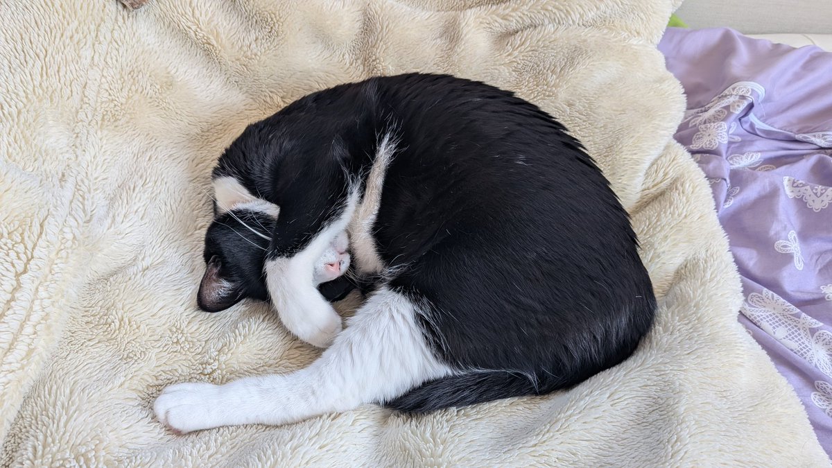 赤きついね! tweet media