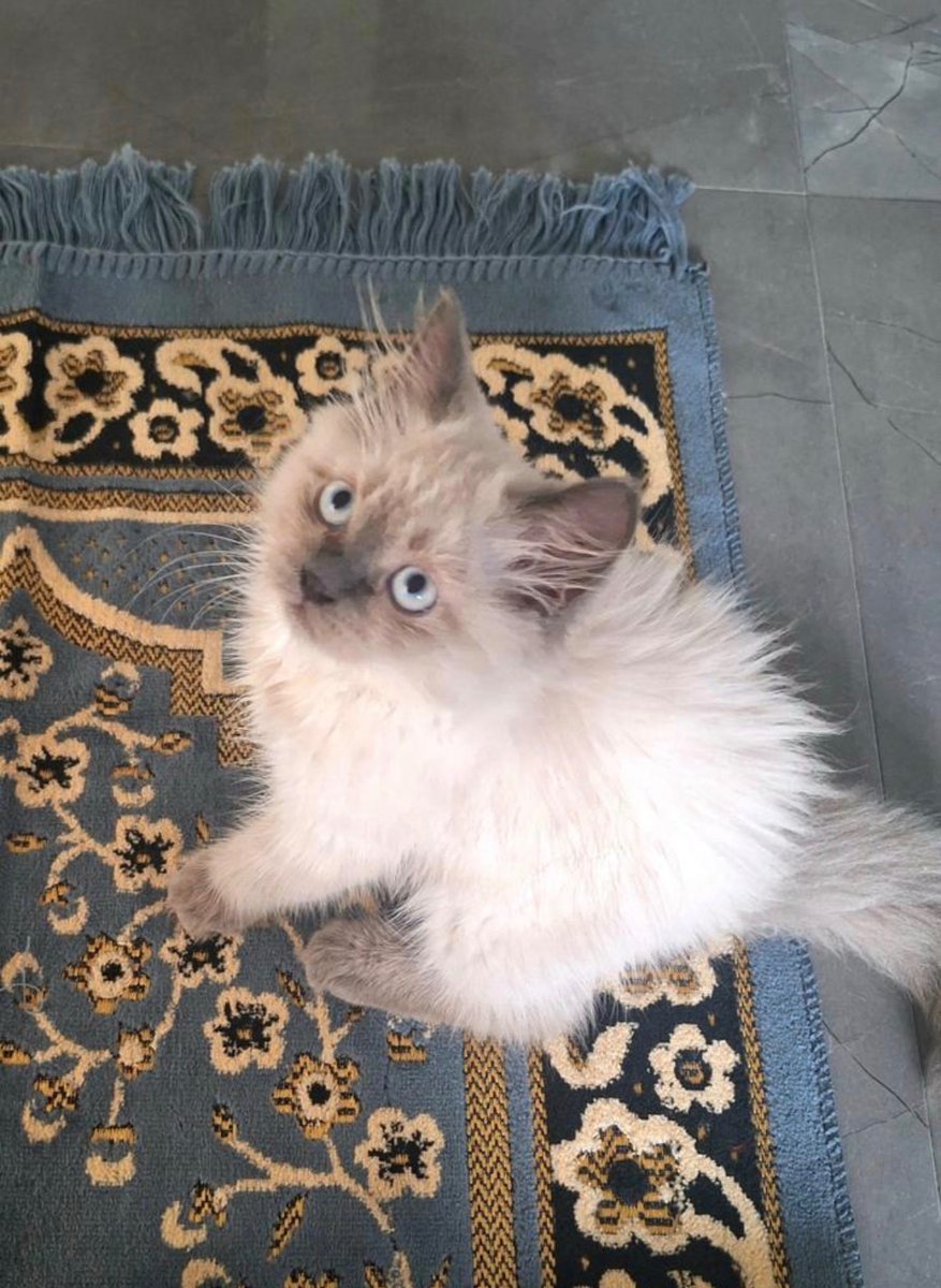 zinah𓂆 tweet media