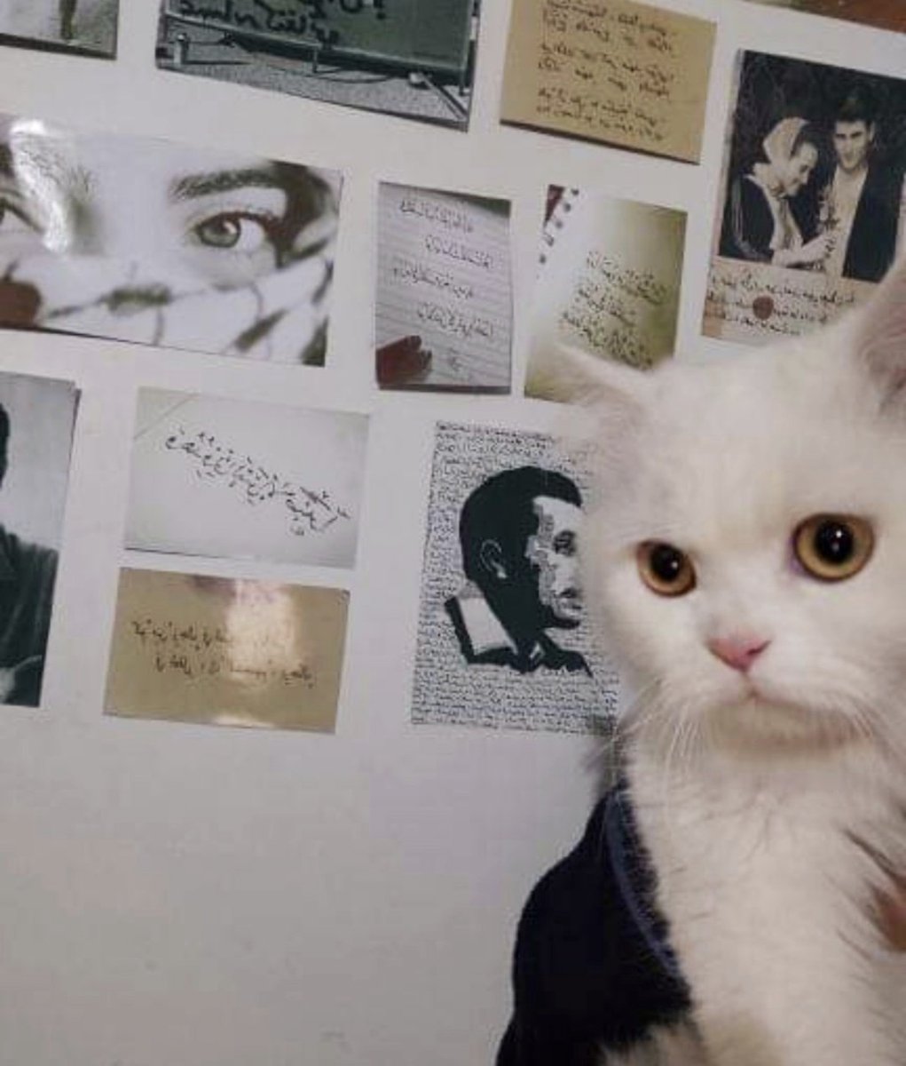 zinah𓂆 tweet media