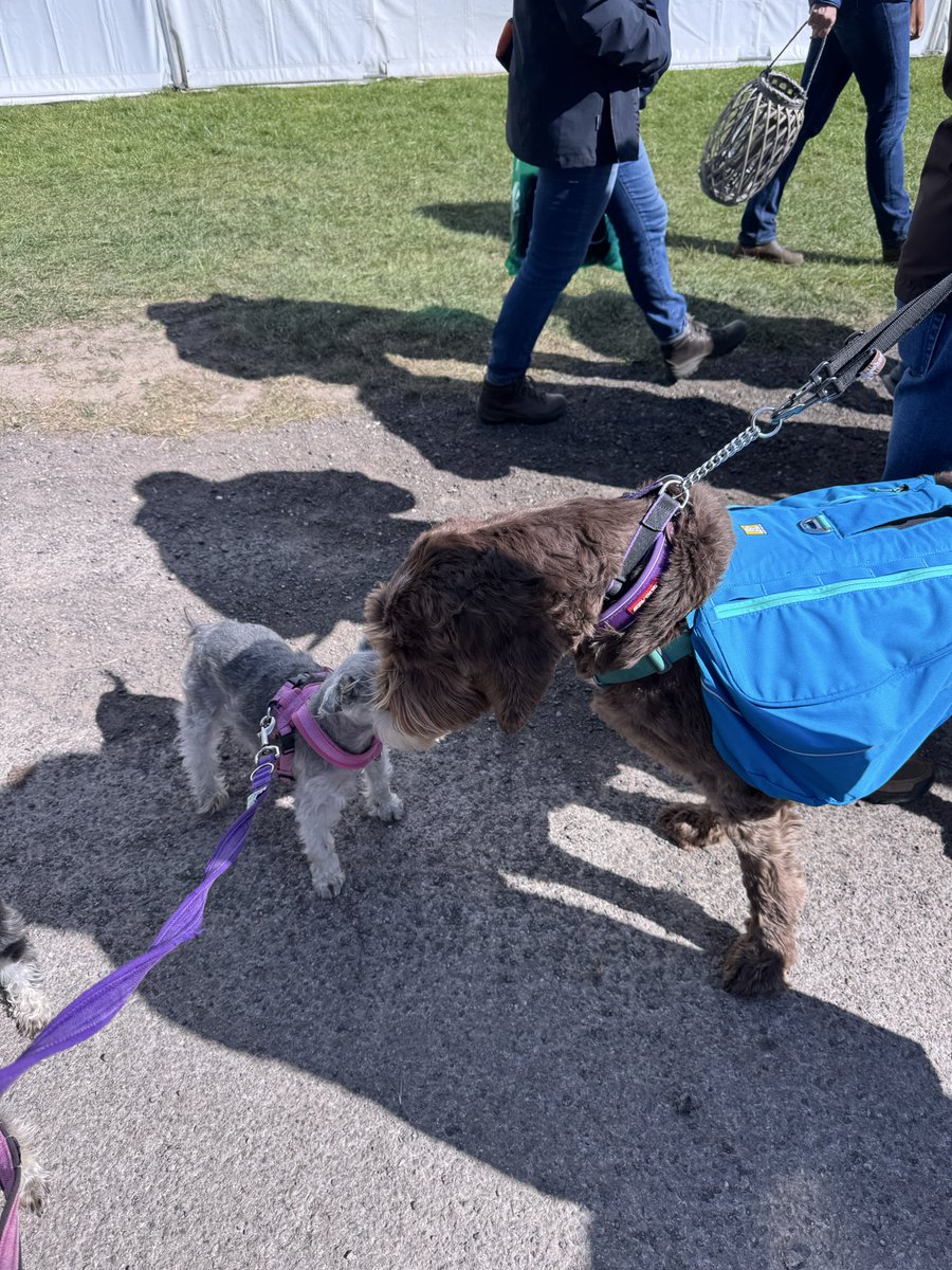 Coco & Skippy Mini Schnauzers tweet media