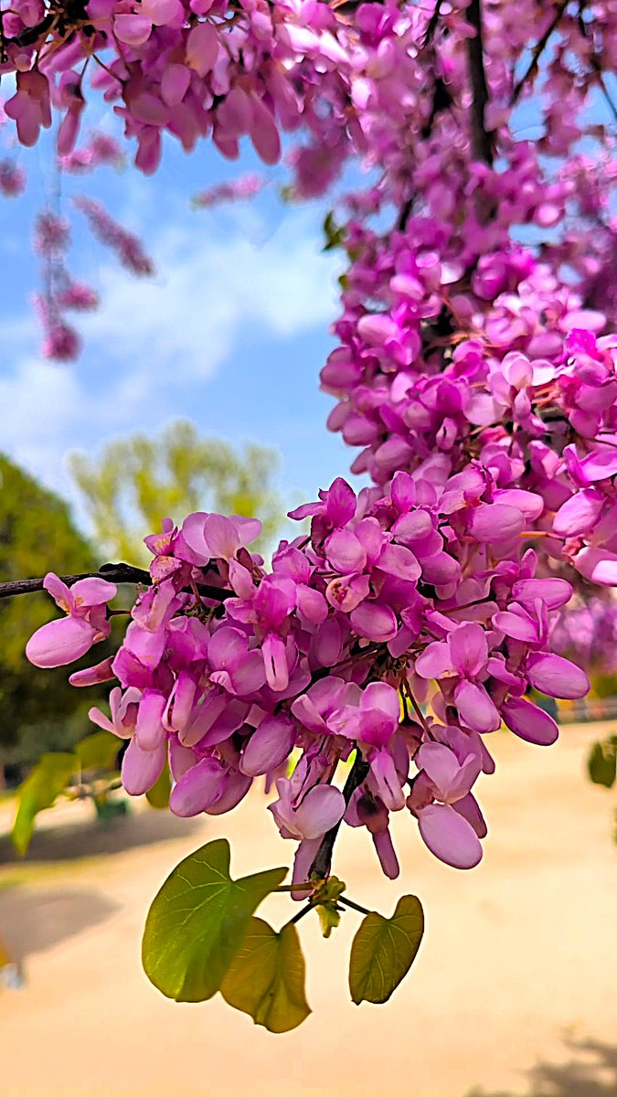 DaniElefantman's tweet photo. "Amar es como cuidar una flor paciencia y ternura." #cercis #flordelamor #hacerfotos #primavera https://t.co/fefOFIAxi2