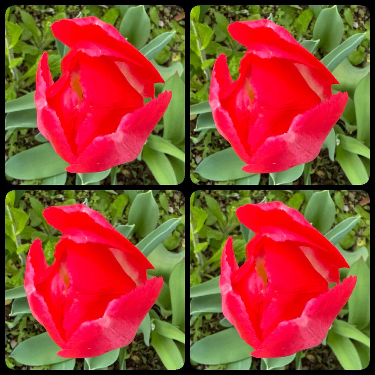 むっちゃん tweet media