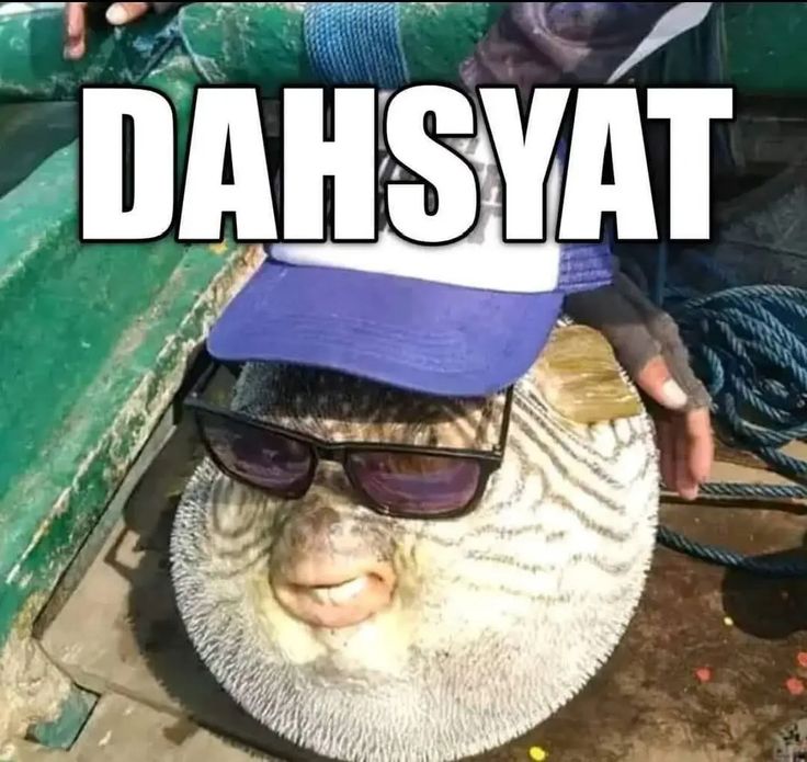 qiya tweet media