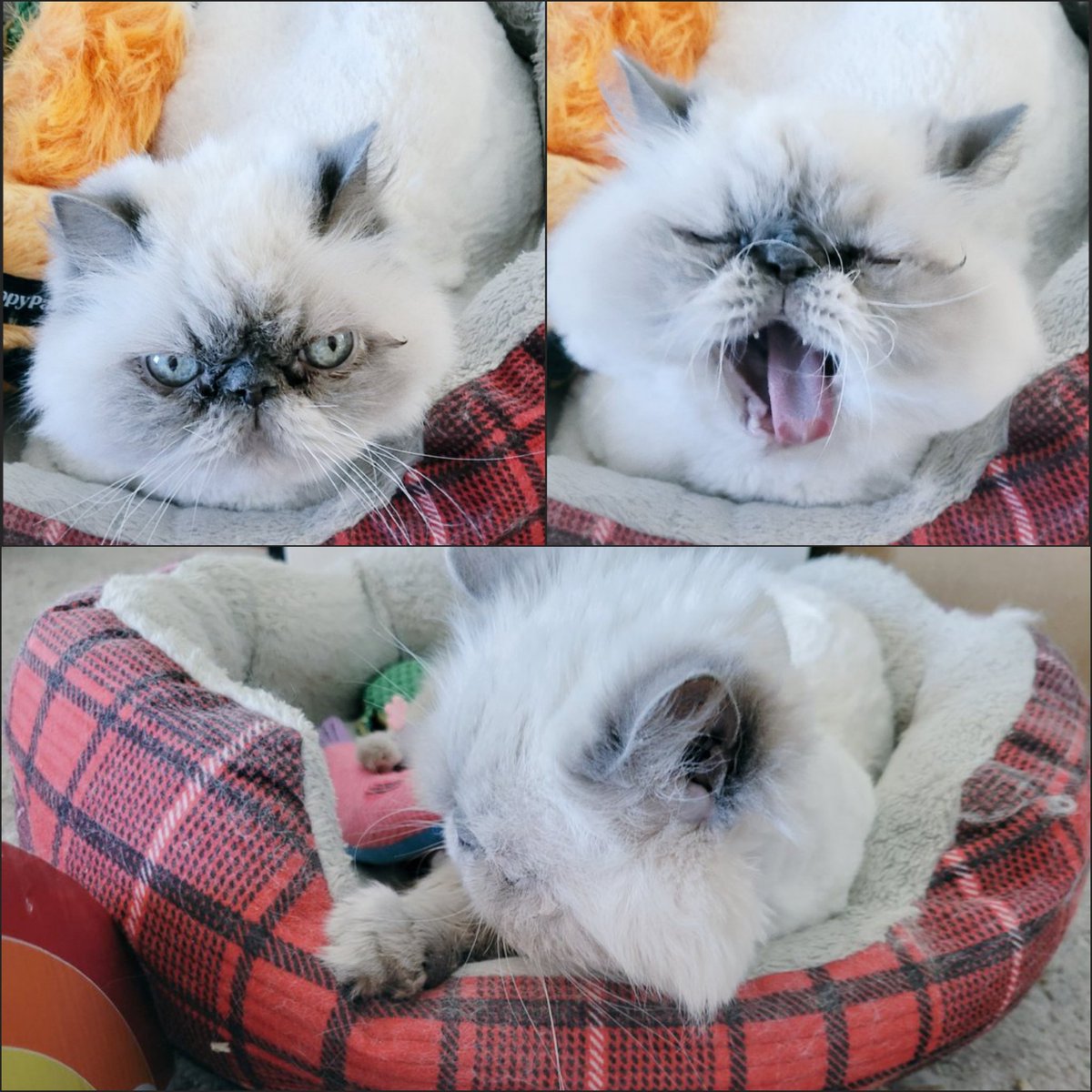 t_jh2009's tweet photo. It's been a rough birthday week for #Shemp with going to the V-E-T on his B'day and the groomers yesterday. Thus, he needed a well deserves a #Caturday #Catnap. #CatsOfTwitter #CatsOfX https://t.co/yrahH73UhX