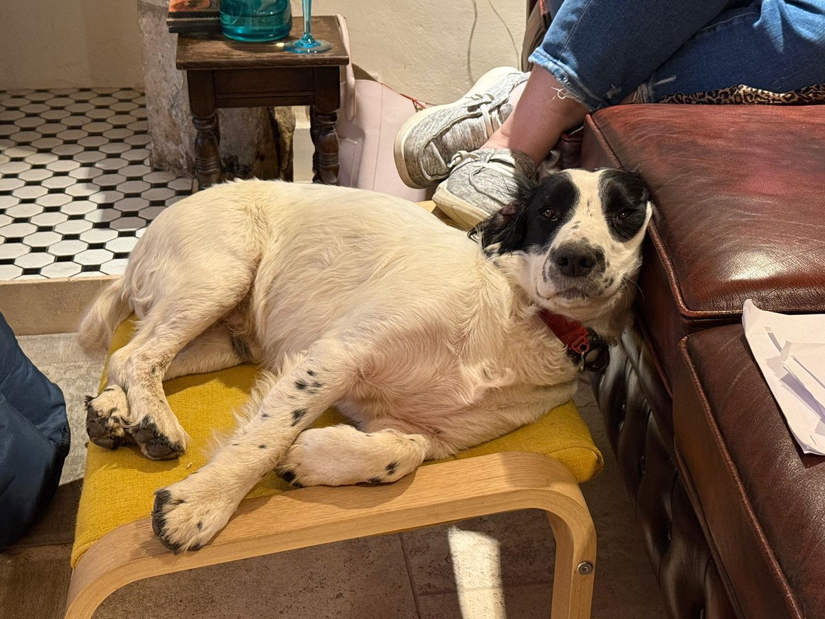 Carter_LikeDan's tweet image. #snoopysaurus at his most Saurus. #dogsofx #DogsofTwittter #dogsoftwitter