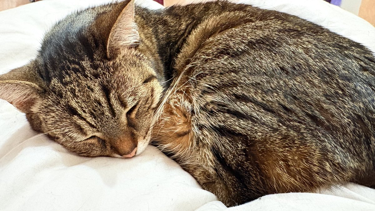 Furia 😈 tweet media