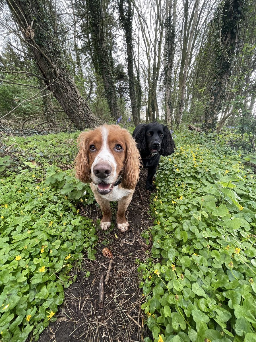 Will Sergeant tweet media