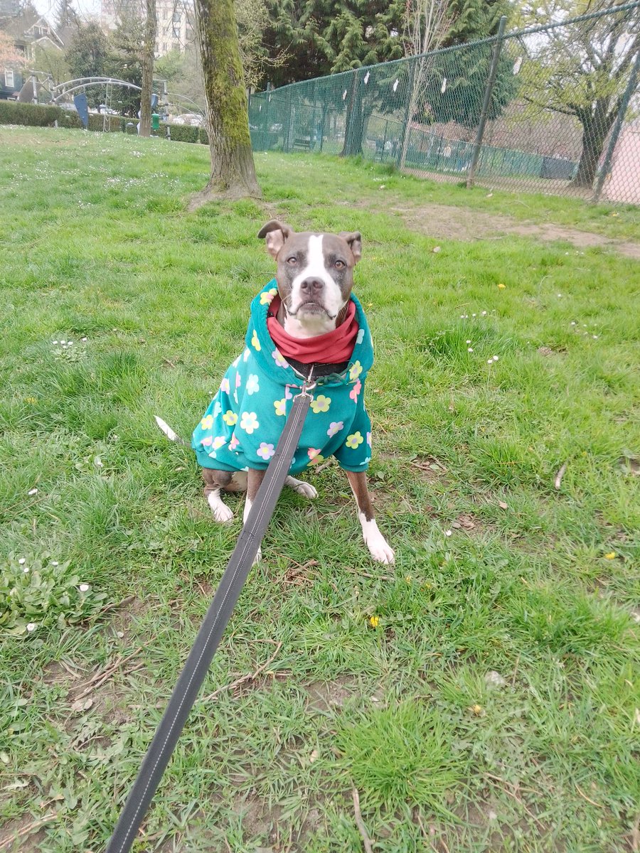 LebrockTony's tweet photo. Sat๐
๐พRi ShadeThrowing & PittiePosing!๐พ๐๐๐๐ถ๐
#sraffiesaturday #pittrageous
#dogpose #staffylife #pitties
#dogsontwitter #dogqueen https://t.co/kol497UxJ0