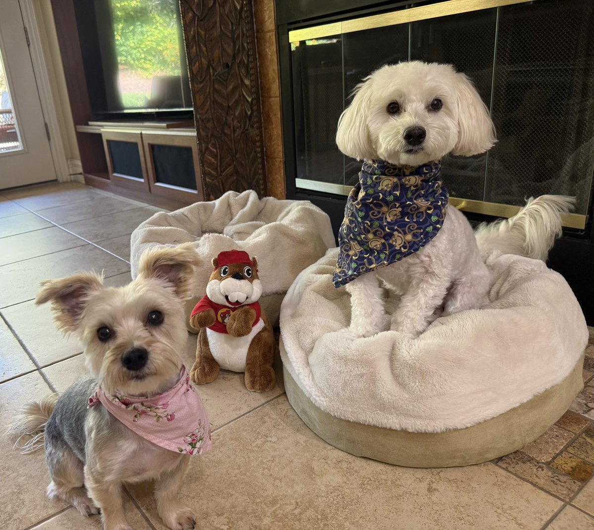 SirBailey2's tweet image. It’s National Pet Day!!! 🎉🎉🎉 An Rosie🌹hers an me’s… we’s PETS!!! We’s got adopted so we’s can officially be PETS!!! 😁 (An Beaver… Rosie🌹hers wanted hims in the’s picture.) An look at me’s leg 😁 I’s doing so’s well!!! 💚🐶🐾 #nationalpetday #dogsoftwitter #dogsofx