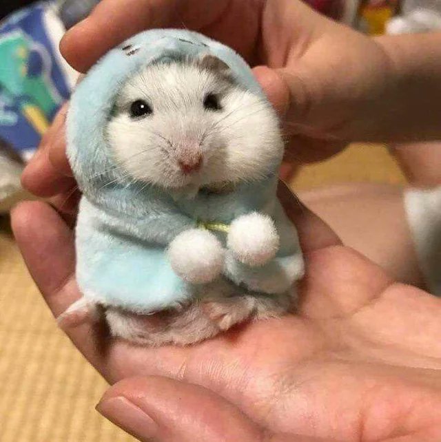 Pop Base tweet media