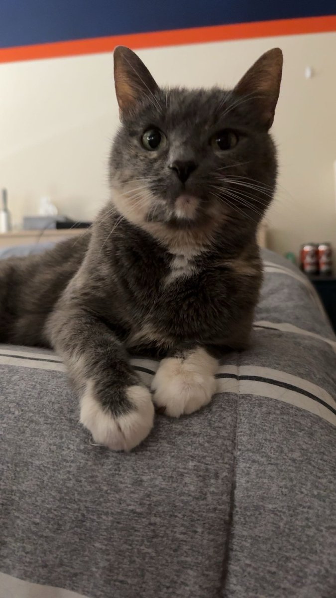 🔥 Nitro | Graphic Designer - VGen tweet media