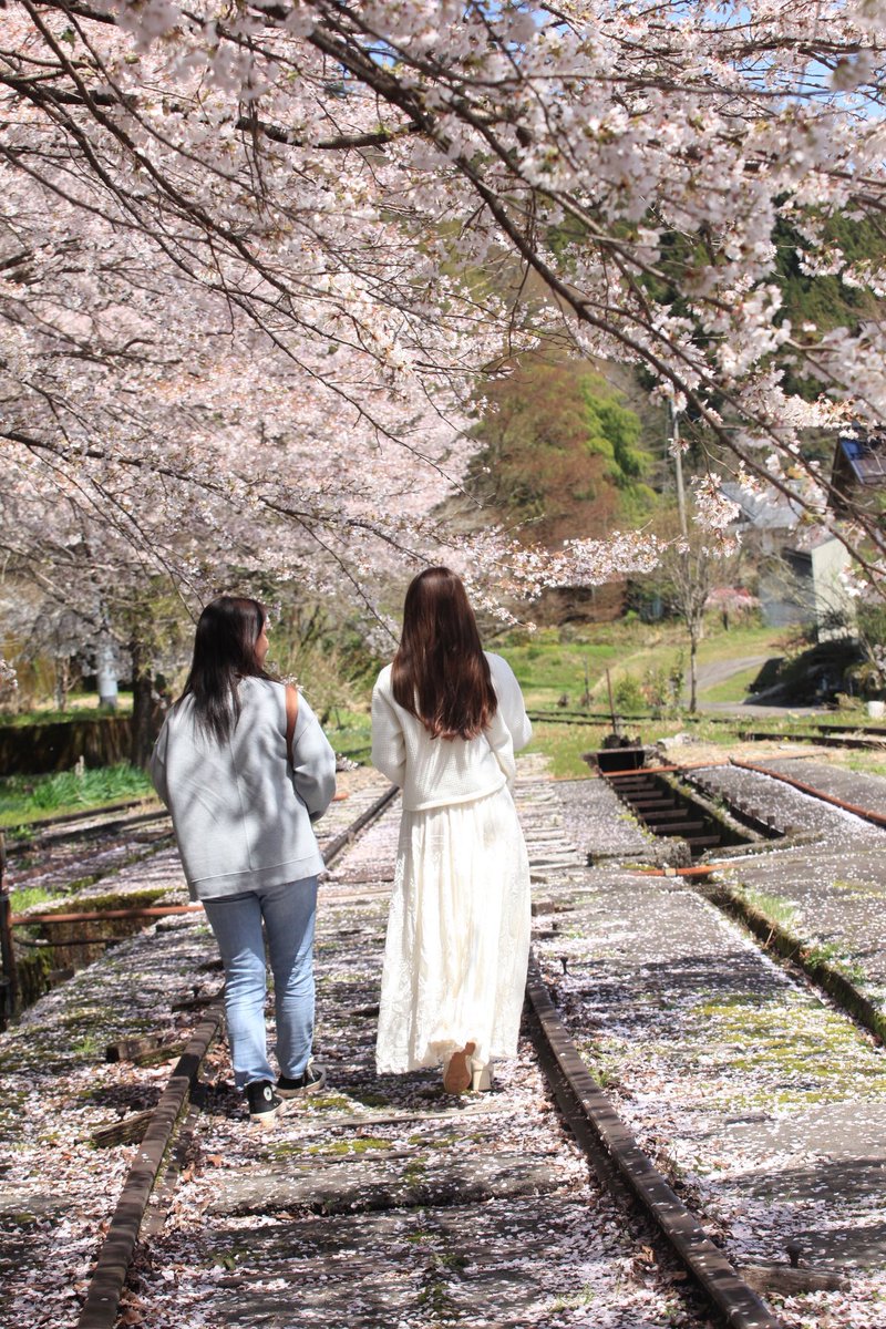 premiumsweets7's tweet photo. まだ楽しめる🌸 https://t.co/Z6MVwUfS04