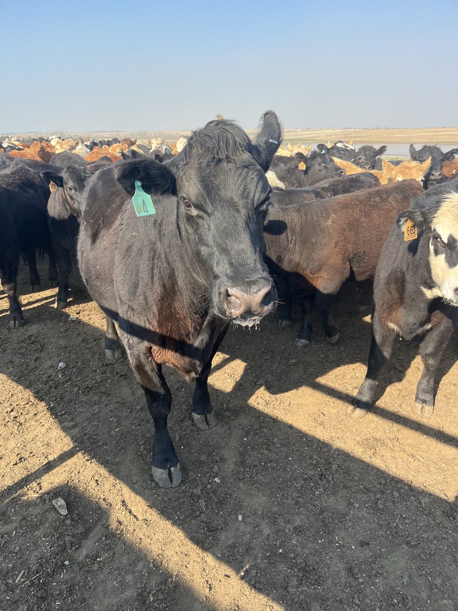 Kendal Peterson tweet media