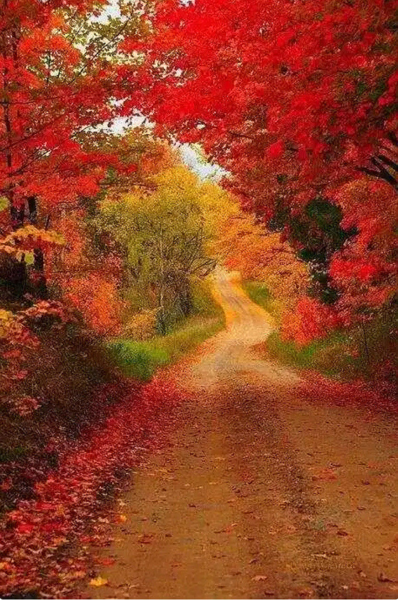 pmrennan's tweet image. Autumn breeze u0026 golden leaves—perfect day for a walk with a warm latte  #FallVibes