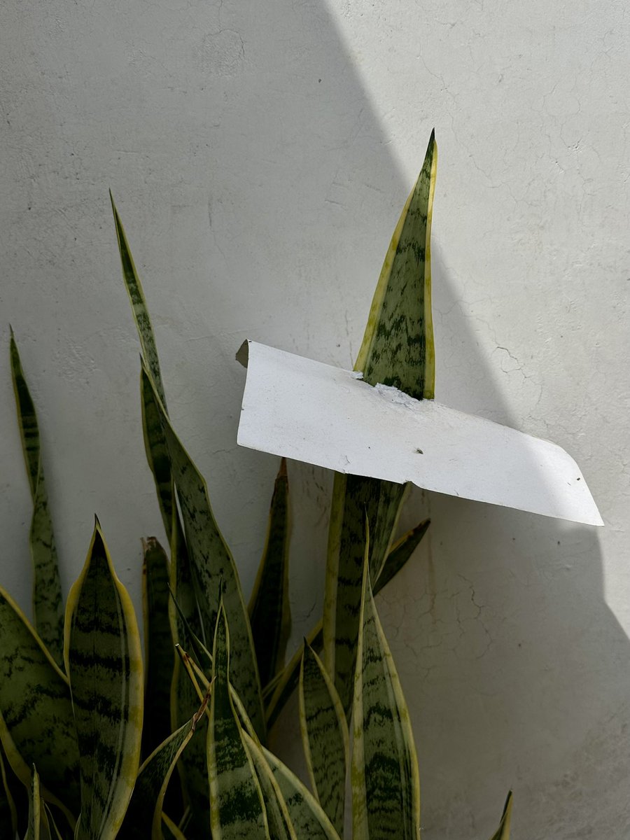 La Selene tweet media