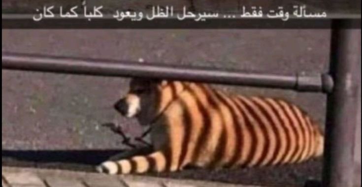 siempre, Barça ❤️‍🩹 tweet media