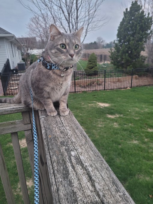 Nathan Algren ナサン・アルグレン🇺🇸🐈 tweet media