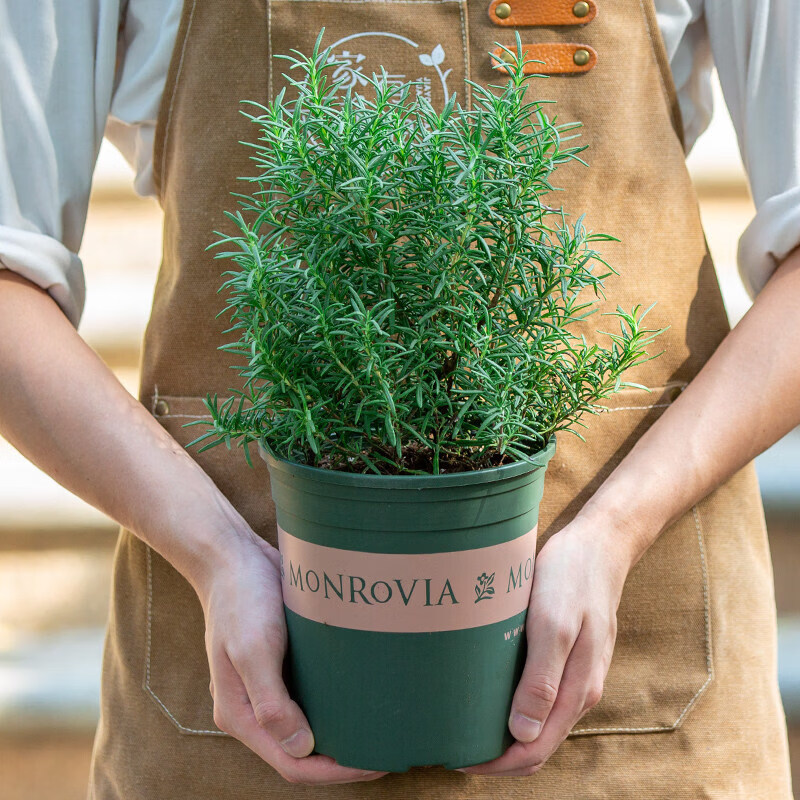 flormarina alvarado tweet media