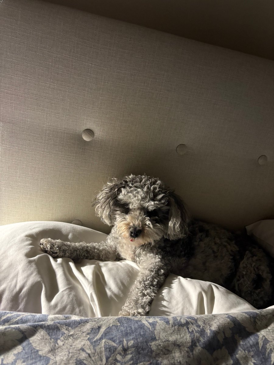 kboyd05's tweet image. #Nationaldogday