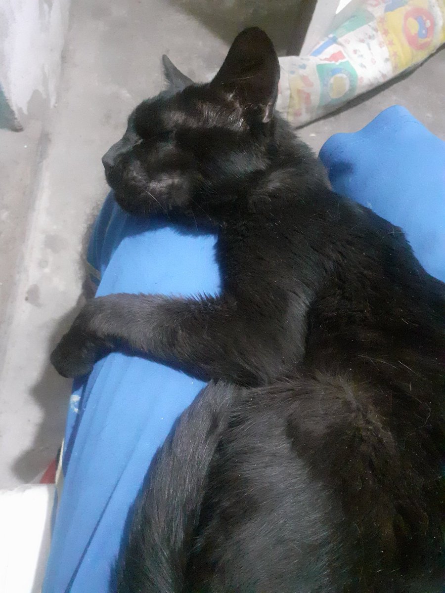 Spancho_'s tweet photo. Hoy se fue mí enano hermoso Odín, solo estuvo un año y medio conmigo, una año que me hizo feliz y espero haberle hecho la vida un poco mejor, Te quiero con todo mí corazón Odi https://t.co/adXPBQhV27