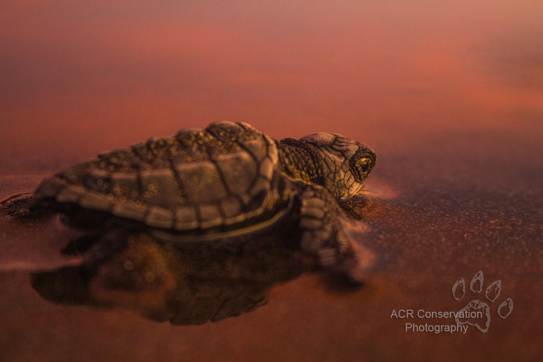 SEE Turtles tweet media