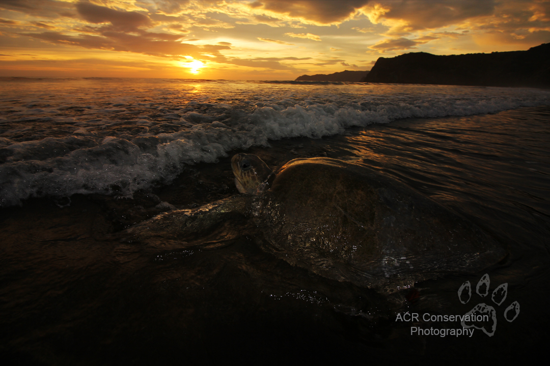 SEE Turtles tweet media