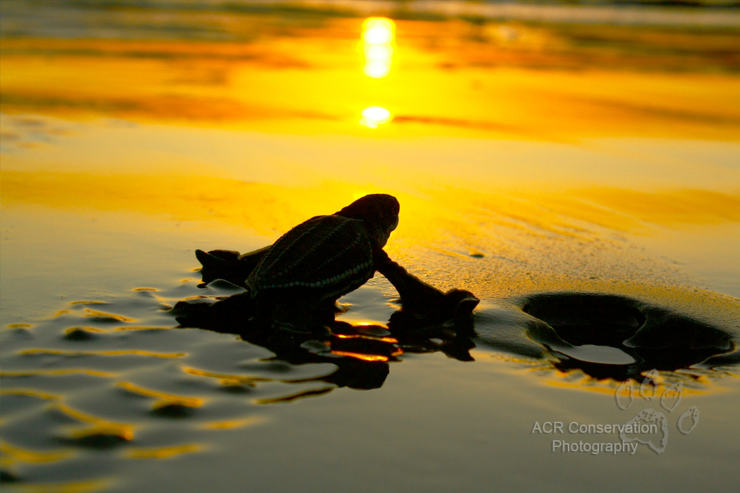 SEE Turtles tweet media