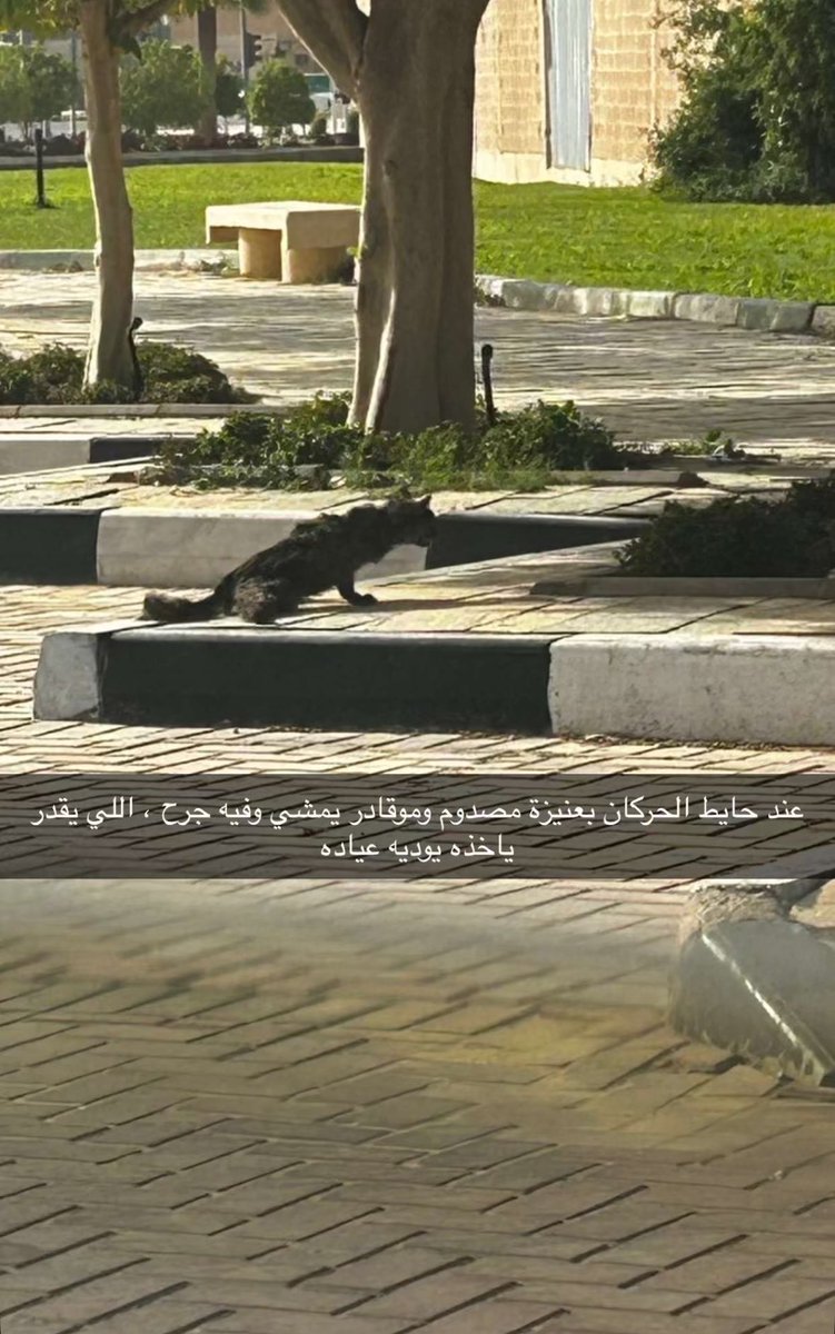 حنان الحربي 🐈 tweet media