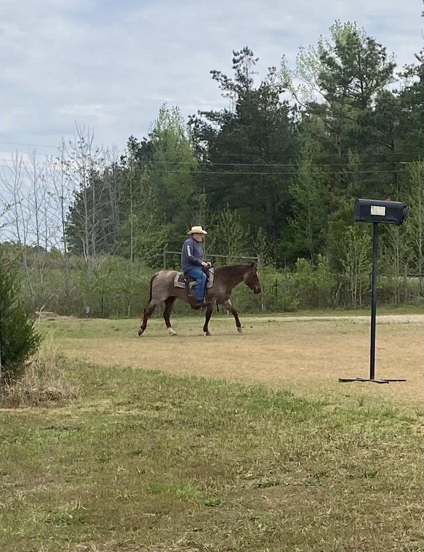jmjines's tweet image. Another wonderful day in the saddle! 🐴 🤠 #horse #saddle #cowboy