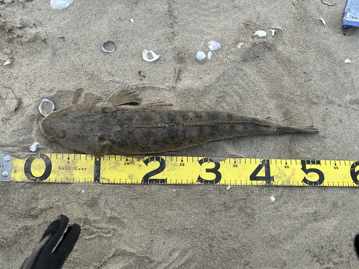 TEBASAKI tweet media