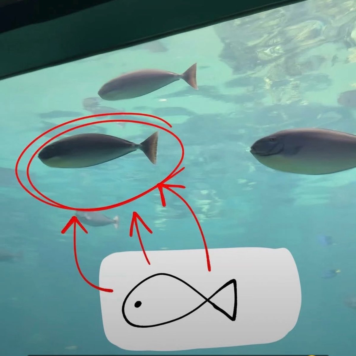 Rincón Curioso tweet media