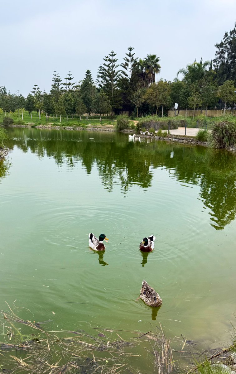 Saturday walk
