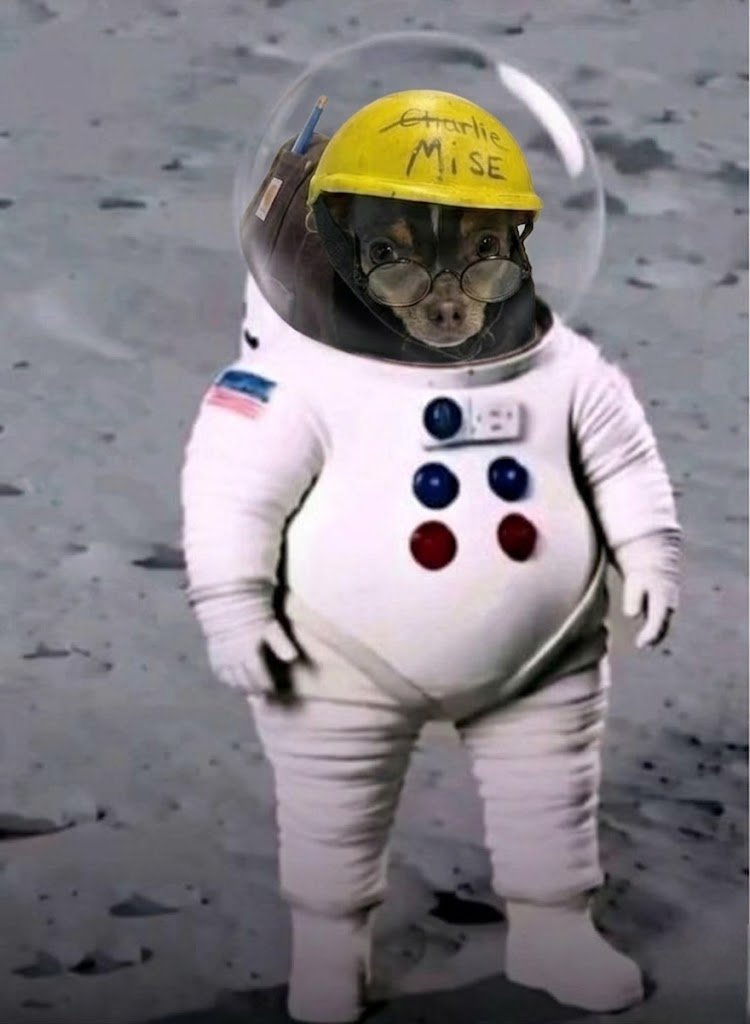 DavidWyns tweet media